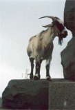 Имя файла=aipetri04.jpg
Размер файла=40КБ
Размеры=546x800
Дата=Фев 17, 2007 aipetri04.jpg