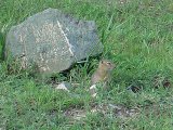 Имя файла=DSC02204.jpg
Размер файла=134КБ
Размеры=800x600
Дата=Фев 17, 2007 DSC02204.jpg