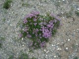 Имя файла=p1010109.jpg
Размер файла=179КБ
Размеры=800x600
Дата=Фев 17, 2007 p1010109.jpg