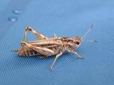 Имя файла=p1010168.jpg
Размер файла=75КБ
Размеры=800x600
Дата=Фев 17, 2007 p1010168.jpg