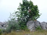 DSC02997.jpg