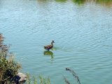 DSC06176.jpg