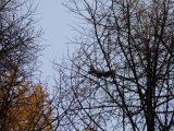 Имя файла=DSC07277.JPG
Размер файла=494КБ
Размеры=1200x900
Дата=Март 05, 2007 DSC07277.JPG